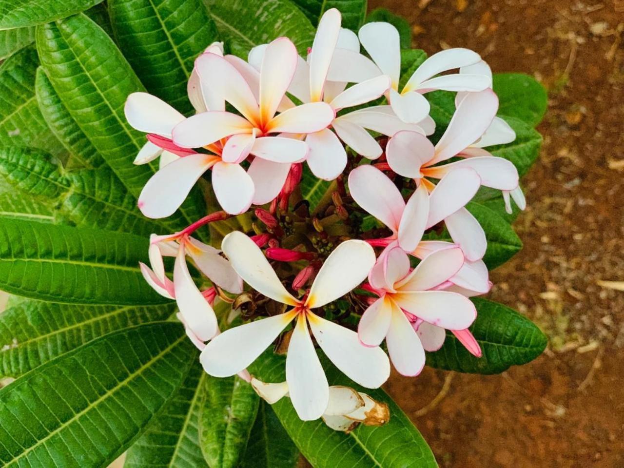 Mizzle Exotica Lonavalaアパートメント エクステリア 写真